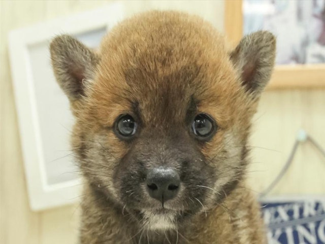 鳥取県の柴犬(標準サイズ) (ペッツワンFC鳥取店/2024年7月20日生まれ/女の子/赤)の子犬